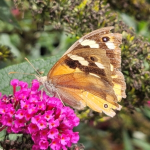 Heteronympha merope at QPRC LGA - 8 Feb 2024