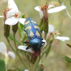 Castiarina flavopurpurea (A Jewel Beetle) at Kosciuszko National Park - 7 Feb 2024 by HelenCross