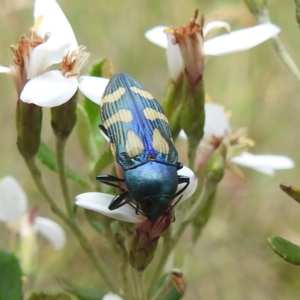 Castiarina flavopurpurea at Kosciuszko National Park - 7 Feb 2024