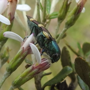 Castiarina flavopurpurea at Kosciuszko National Park - 7 Feb 2024