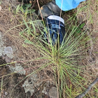 Cymbopogon refractus (Barbed-wire Grass) at Lower Molonglo - 8 Feb 2024 by Jiggy