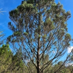 Callitris endlicheri (Black Cypress Pine) at Lower Molonglo - 7 Feb 2024 by Jiggy