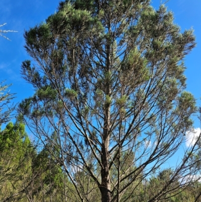 Callitris endlicheri (Black Cypress Pine) at Whitlam, ACT - 7 Feb 2024 by Jiggy