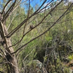 Callitris endlicheri at Molonglo River Reserve - 8 Feb 2024