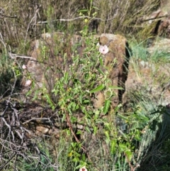 Pavonia hastata (Spearleaf Swampmallow) at Lower Molonglo - 8 Feb 2024 by Jiggy