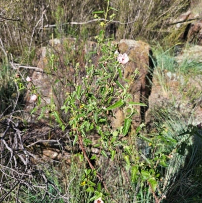Pavonia hastata (Spearleaf Swampmallow) at Whitlam, ACT - 7 Feb 2024 by Jiggy
