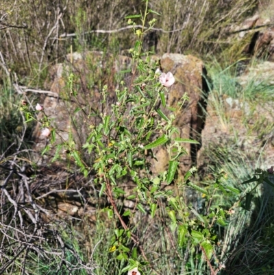 Pavonia hastata (Spearleaf Swampmallow) at Lower Molonglo - 8 Feb 2024 by Jiggy