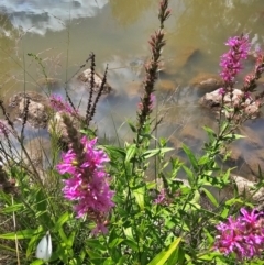 Lythrum salicaria (Purple Loosestrife) at Molonglo River Reserve - 8 Feb 2024 by Jiggy