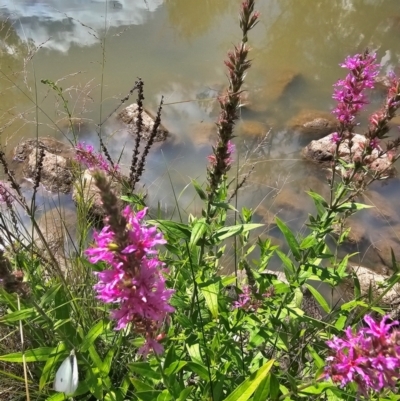 Lythrum salicaria (Purple Loosestrife) at Molonglo River Reserve - 8 Feb 2024 by Jiggy