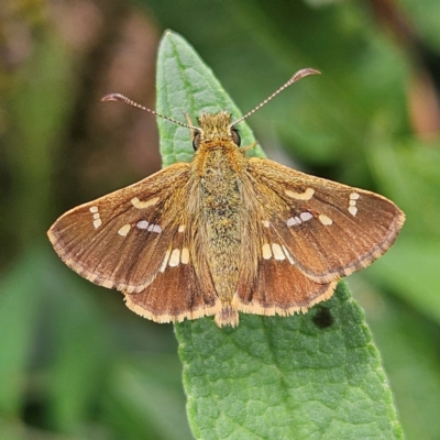 Dispar compacta (Barred Skipper) at QPRC LGA - 8 Feb 2024 by MatthewFrawley