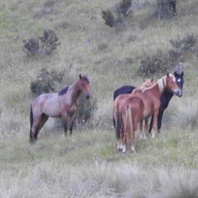Equus caballus (Brumby, Wild Horse) at Cooleman, NSW - 7 Feb 2024 by HelenCross
