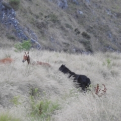 Equus caballus at Kosciuszko National Park - 7 Feb 2024