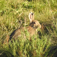 Oryctolagus cuniculus (European Rabbit) at Cooleman, NSW - 7 Feb 2024 by HelenCross