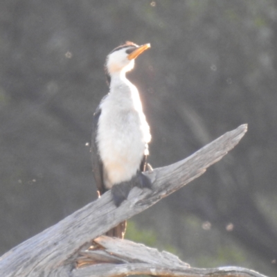 Microcarbo melanoleucos (Little Pied Cormorant) at Cooleman, NSW - 7 Feb 2024 by HelenCross