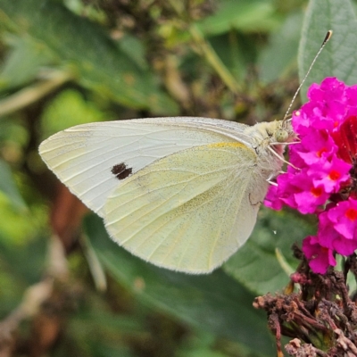 Pieris rapae (Cabbage White) at QPRC LGA - 8 Feb 2024 by MatthewFrawley