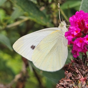 Pieris rapae at QPRC LGA - 8 Feb 2024