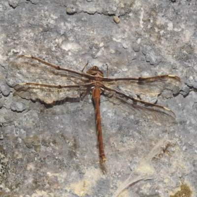 Telephlebia brevicauda (Southern Evening Darner) at Cooleman, NSW - 7 Feb 2024 by HelenCross