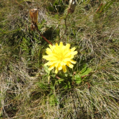 Microseris lanceolata (Yam Daisy) at Kosciuszko National Park - 8 Feb 2024 by HelenCross