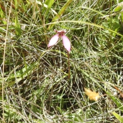 Eriochilus magenteus (Magenta Autumn Orchid) at Long Plain, NSW - 8 Feb 2024 by HelenCross