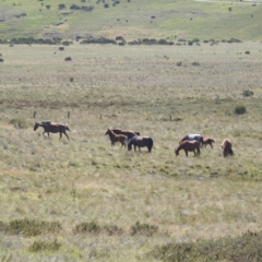 Equus caballus (Brumby, Wild Horse) at Long Plain, NSW - 8 Feb 2024 by HelenCross