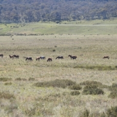 Equus caballus at Kosciuszko National Park - suppressed