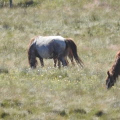 Equus caballus at Kosciuszko National Park - suppressed