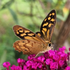 Heteronympha paradelpha (Spotted Brown) at QPRC LGA - 8 Feb 2024 by MatthewFrawley