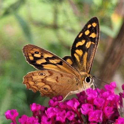 Heteronympha paradelpha (Spotted Brown) at QPRC LGA - 8 Feb 2024 by MatthewFrawley