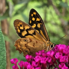 Heteronympha paradelpha at QPRC LGA - 8 Feb 2024