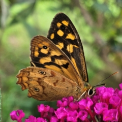 Heteronympha paradelpha at QPRC LGA - 8 Feb 2024