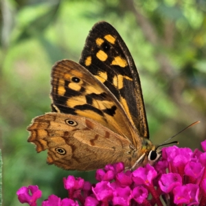 Heteronympha paradelpha at QPRC LGA - 8 Feb 2024