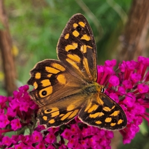 Heteronympha paradelpha at QPRC LGA - 8 Feb 2024