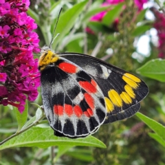 Delias harpalyce (Imperial Jezebel) at QPRC LGA - 8 Feb 2024 by MatthewFrawley