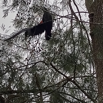 Calyptorhynchus lathami lathami (Glossy Black-Cockatoo) at Bellingen, NSW - 8 Feb 2024 by NJ