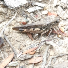 Phaulacridium vittatum (Wingless Grasshopper) at Emu Creek - 8 Feb 2024 by JohnGiacon