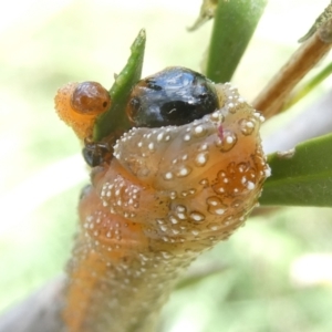 Pterygophorus cinctus at Emu Creek - 8 Feb 2024