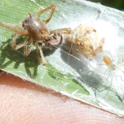 Unidentified Spider (Araneae) at Flea Bog Flat to Emu Creek Corridor - 8 Feb 2024 by JohnGiacon