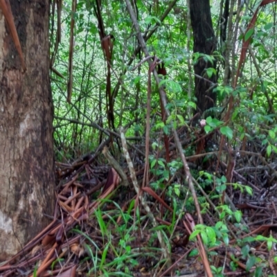 Rhodamnia rubescens (Scrub Turpentine, Brown Malletwood) at Bellingen, NSW - 8 Feb 2024 by NJ