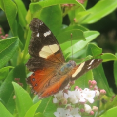 Vanessa itea (Yellow Admiral) at QPRC LGA - 8 Feb 2024 by MatthewFrawley