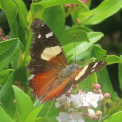 Vanessa itea (Yellow Admiral) at QPRC LGA - 8 Feb 2024 by MatthewFrawley