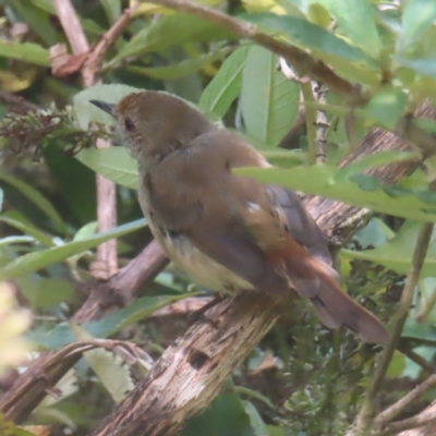 Acanthiza pusilla (Brown Thornbill) at QPRC LGA - 8 Feb 2024 by MatthewFrawley