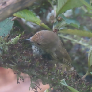 Acanthiza pusilla at QPRC LGA - 8 Feb 2024 12:22 PM