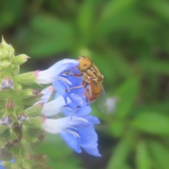 Eristalinus punctulatus (Golden Native Drone Fly) at QPRC LGA - 8 Feb 2024 by MatthewFrawley