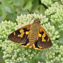 Trapezites symmomus (Splendid Ochre) at QPRC LGA - 8 Feb 2024 by MatthewFrawley