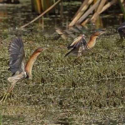 Ixobrychus dubius (Australian Little Bittern) at Fyshwick, ACT - 8 Feb 2024 by Bigfish69