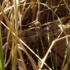 Orthetrum caledonicum (Blue Skimmer) at Throsby, ACT - 16 Jan 2023 by GirtsO