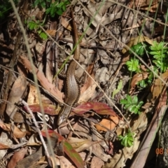 Eulamprus heatwolei (Yellow-bellied Water Skink) at Tidbinbilla Nature Reserve - 8 Feb 2024 by GirtsO