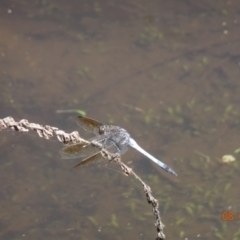 Orthetrum caledonicum (Blue Skimmer) at Paddys River, ACT - 8 Feb 2024 by GirtsO