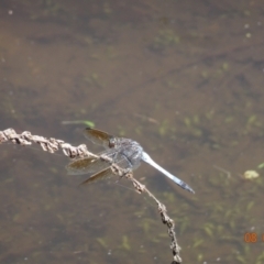 Orthetrum caledonicum (Blue Skimmer) at Tidbinbilla Nature Reserve - 8 Feb 2024 by GirtsO