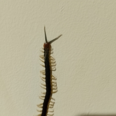 Unverified Centipede (Chilopoda) at Wingecarribee Local Government Area - 8 Feb 2024 by Baronia